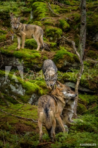 Picture of Alaska wolf pack Canis lupus 